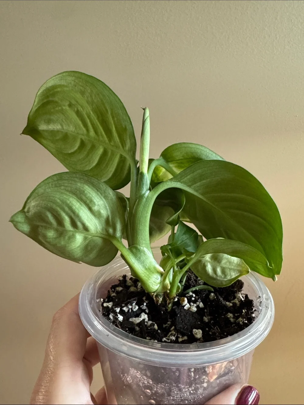 N/A lush green